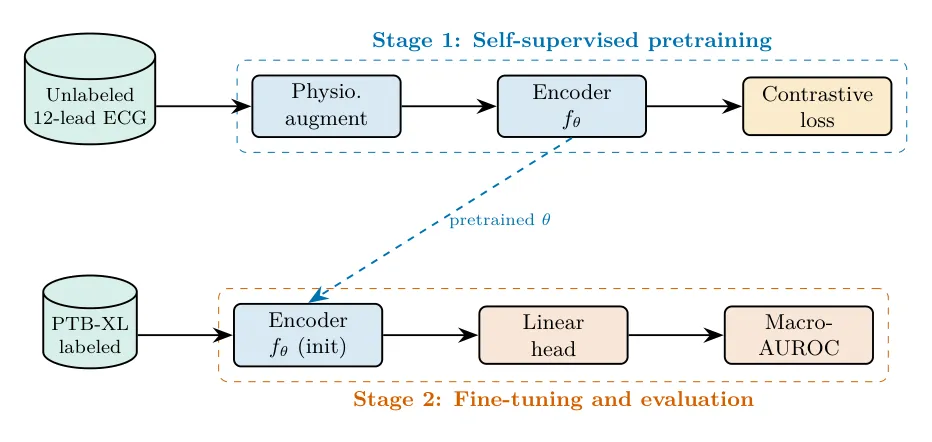Two-stage pipeline: self-supervised contrastive pretraining, then fine-tuning on PTB-XL